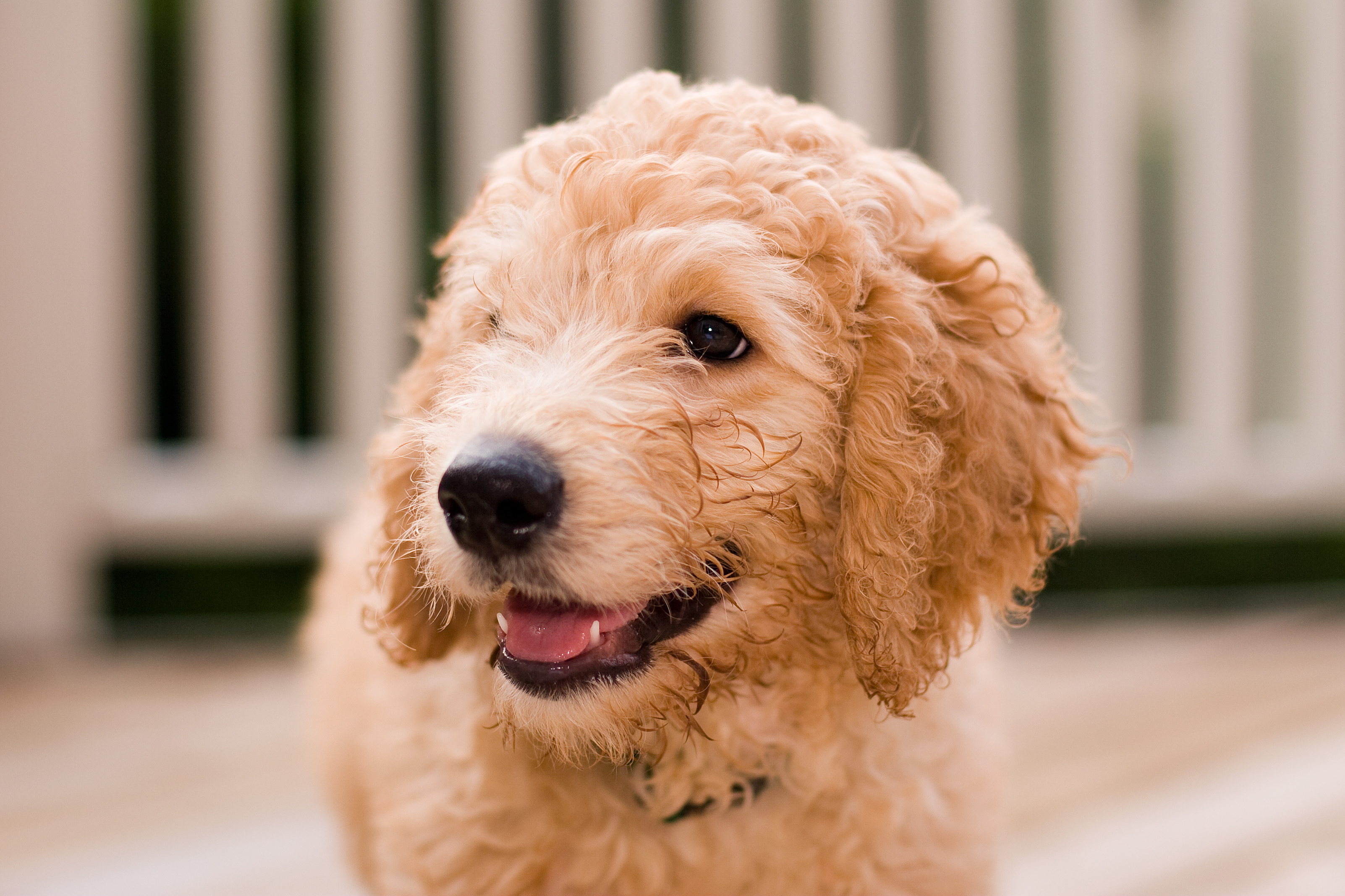 labradoodle welpe