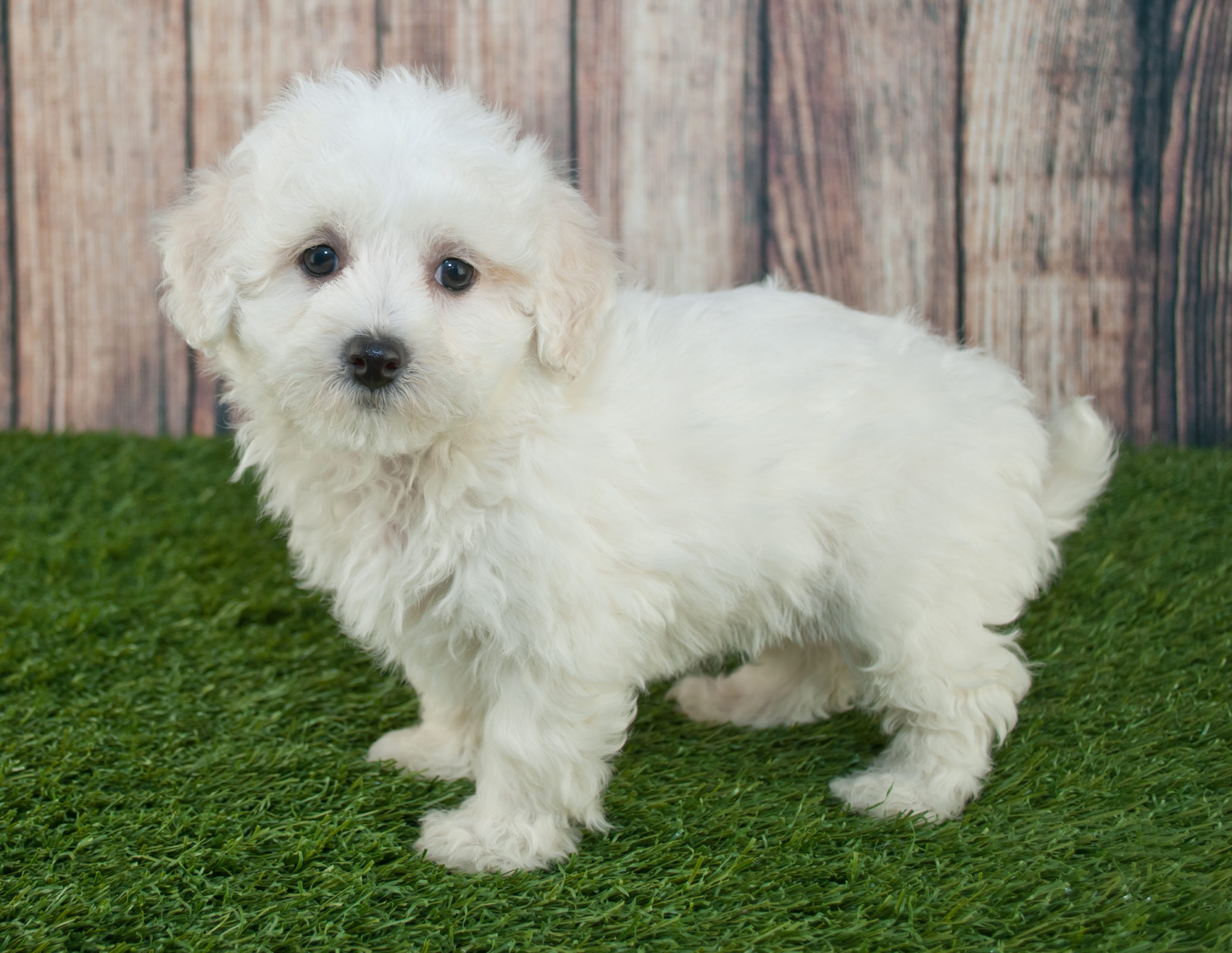 Maltipoo Welpe