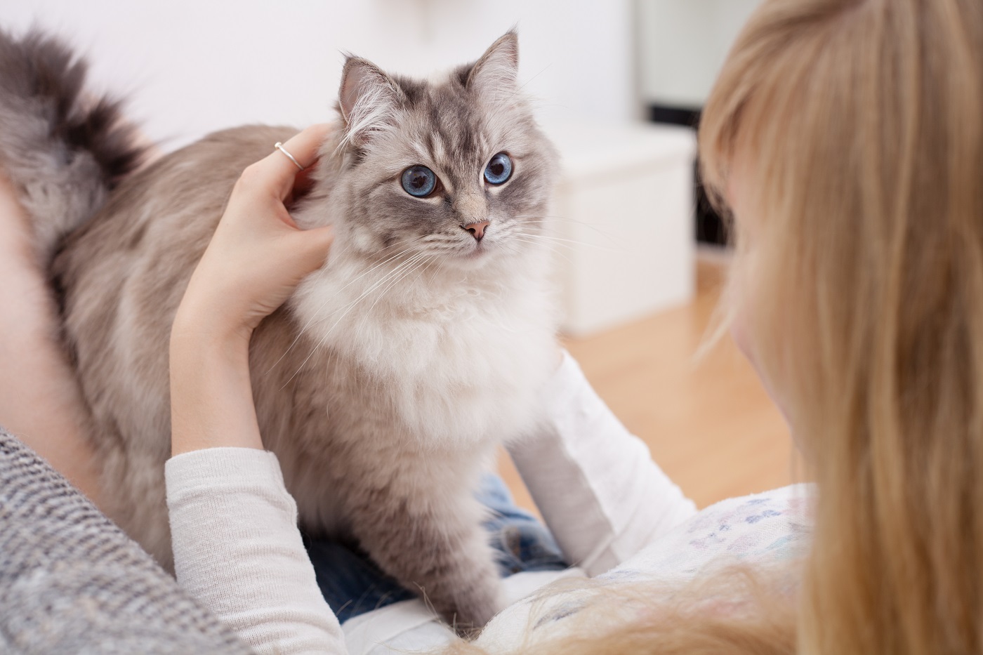 Ragdoll Katze und junge Frau