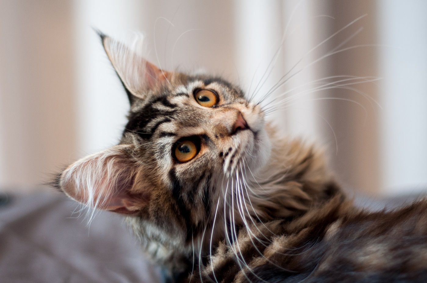 Maine Coon Kitten