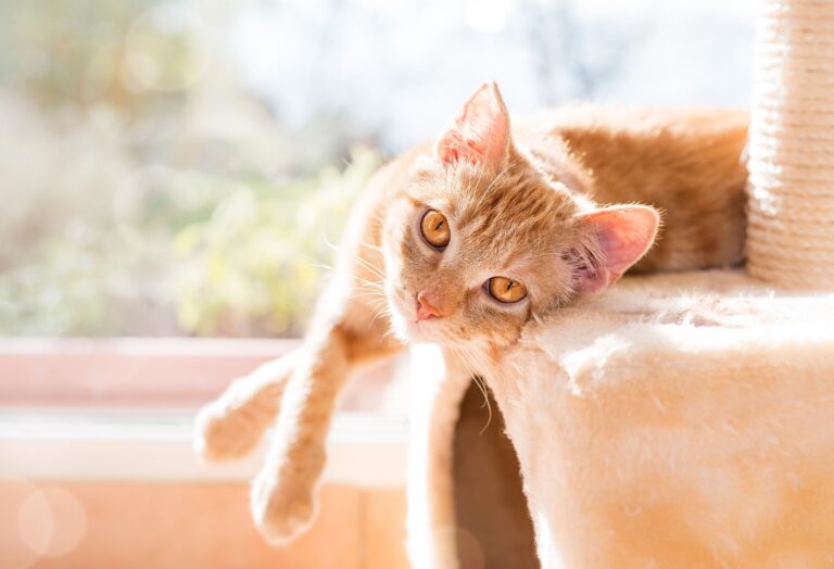 Rote Katze auf Kratzbaum