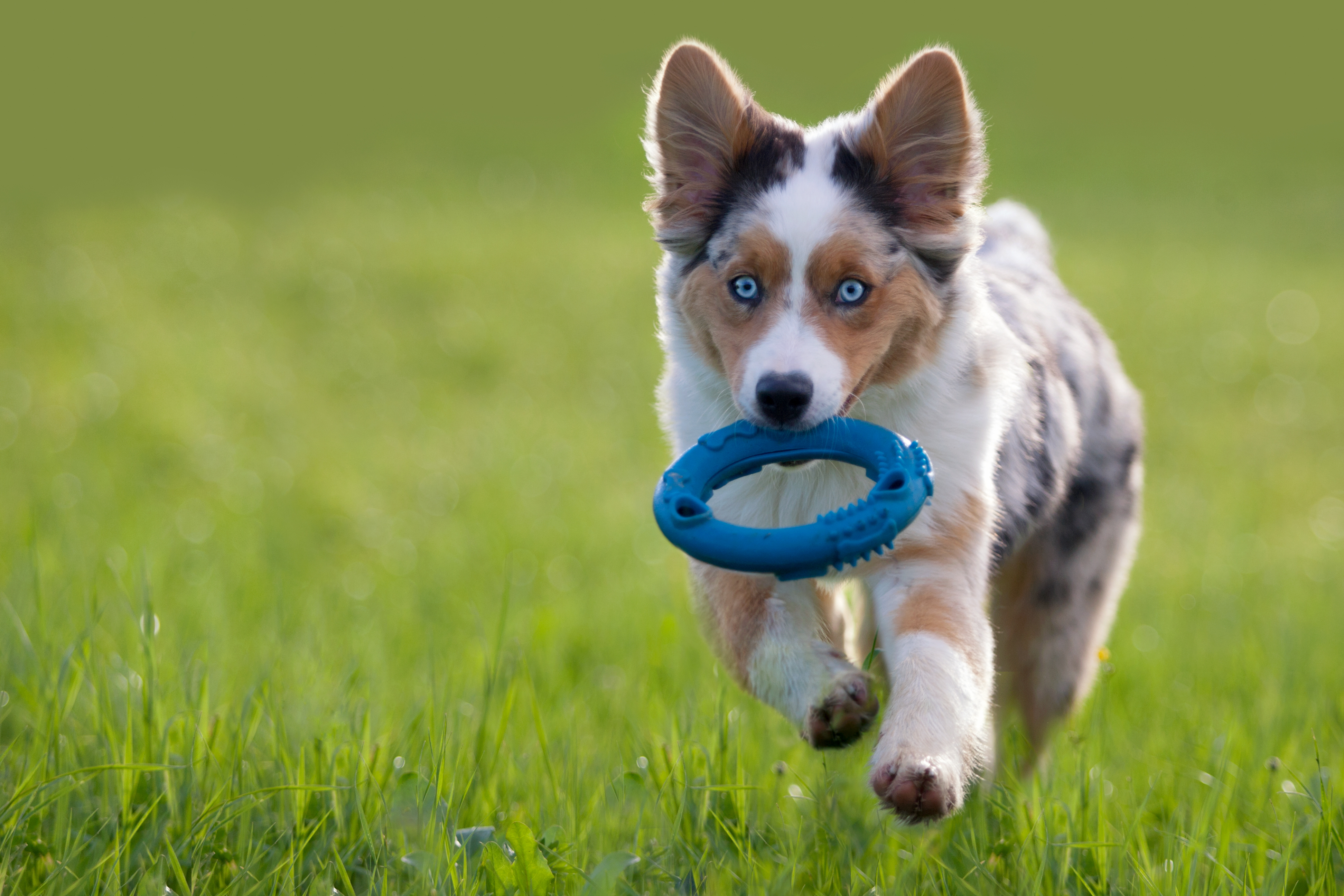 australian shepherd welpe spielt im grass