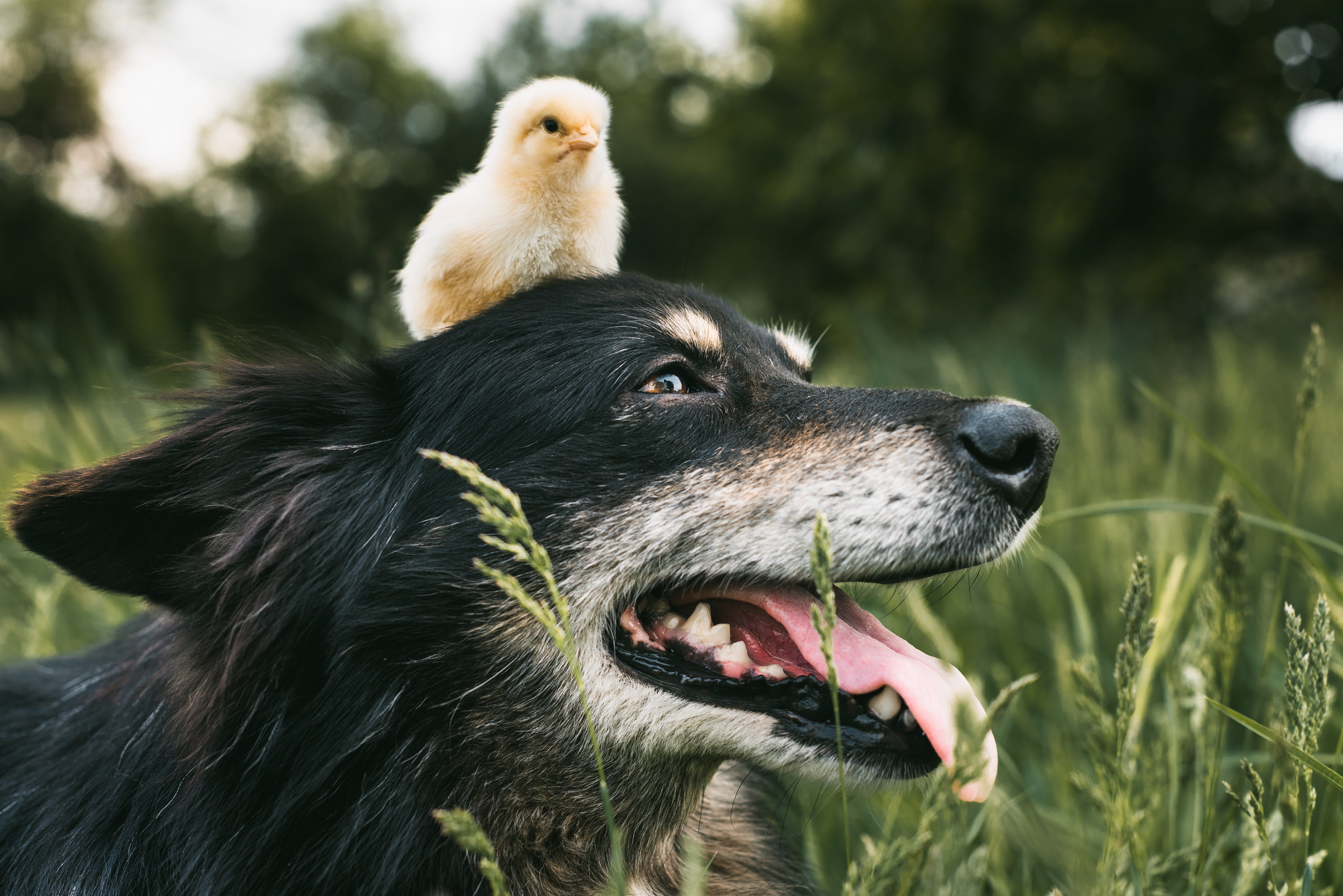 hund mit hühner