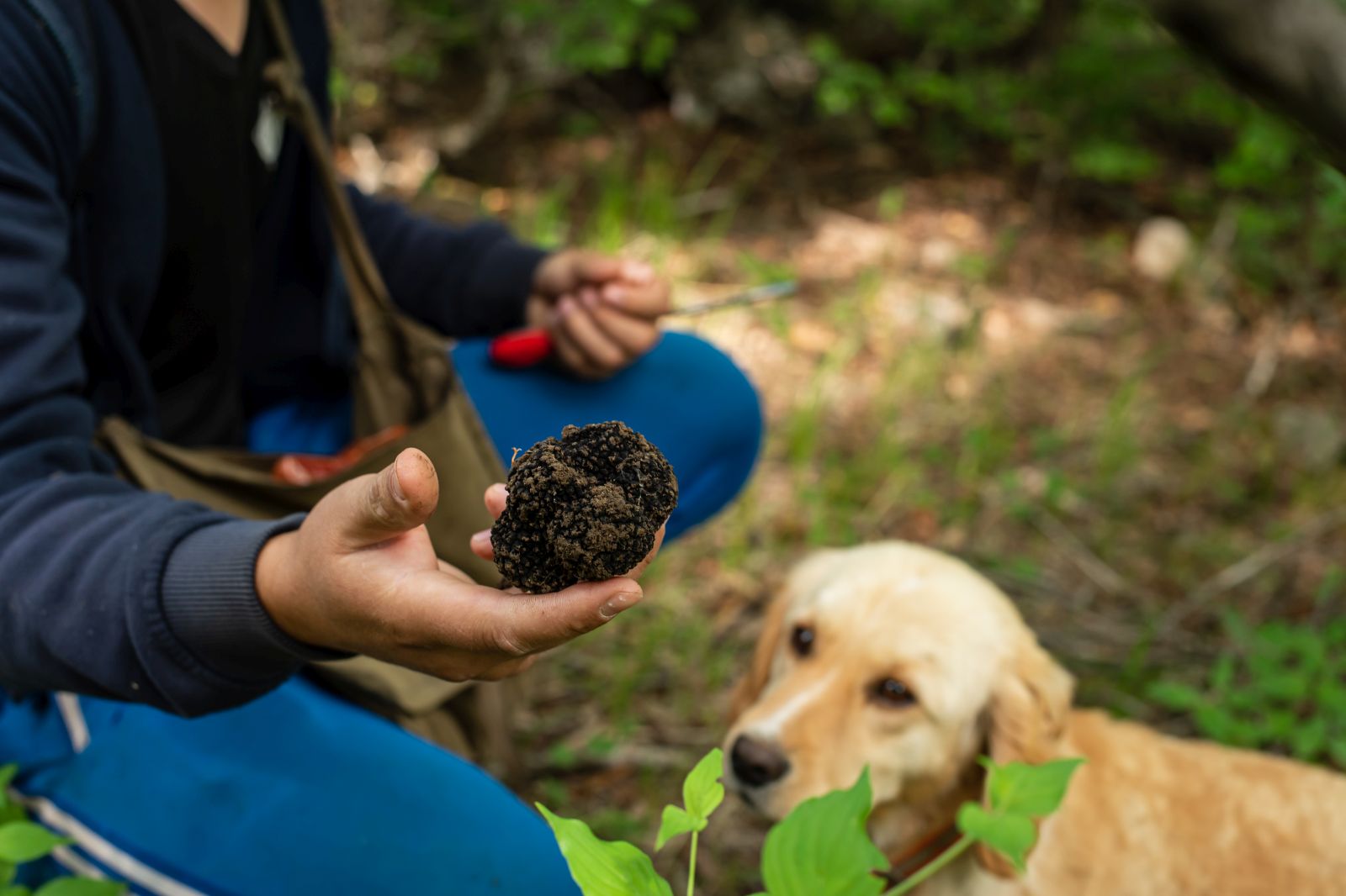 Hund hat Trüffel gefunden