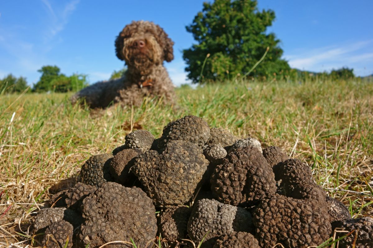 Trüffelhund beim Training