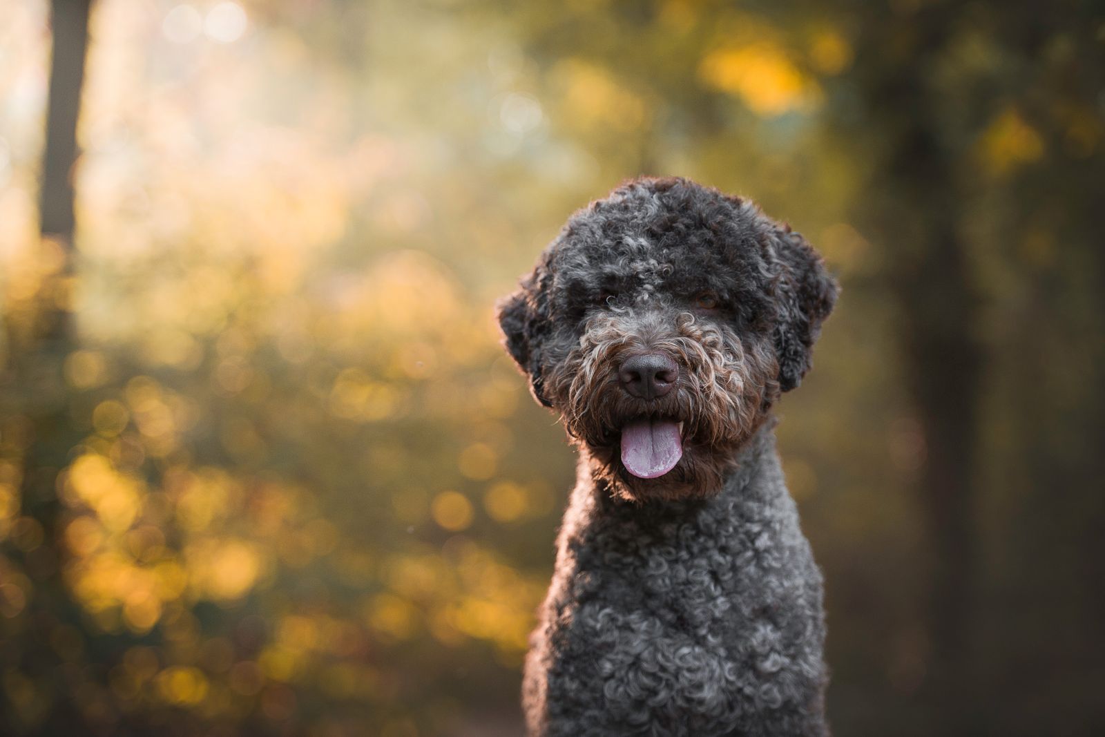 Trüffelhund im Wald