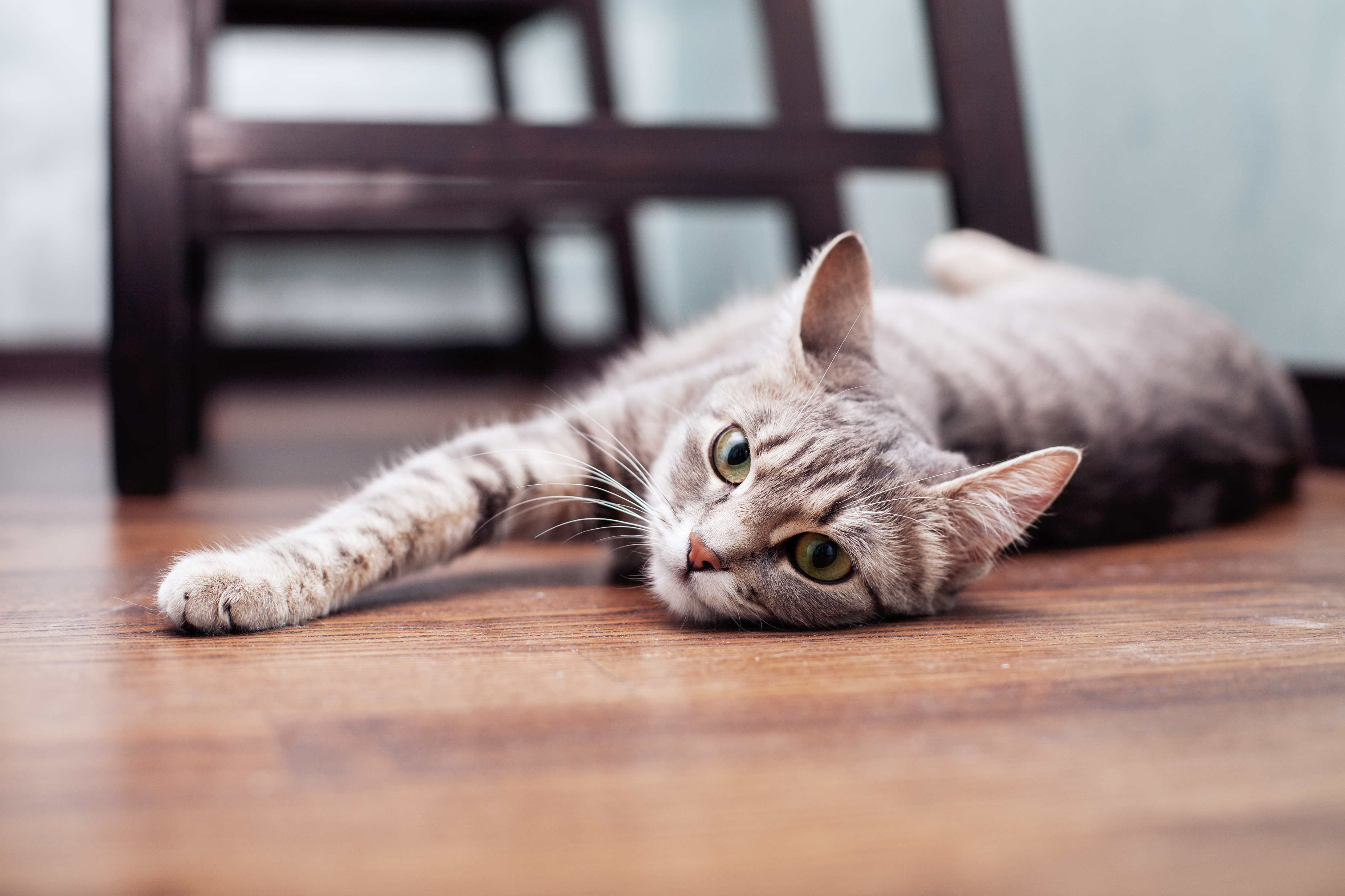 katze liegt am boden