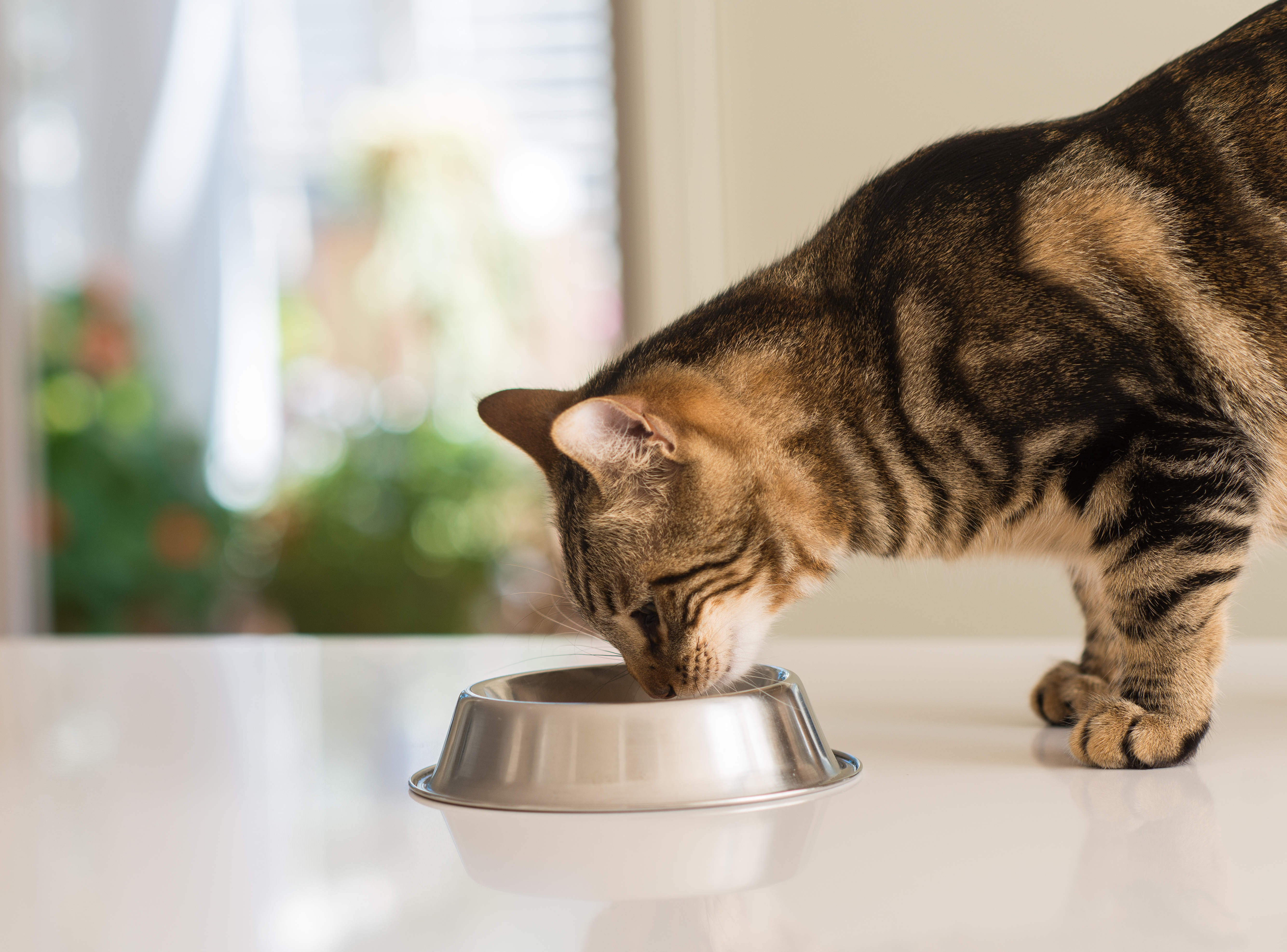 Katze frisst aus einem Napf