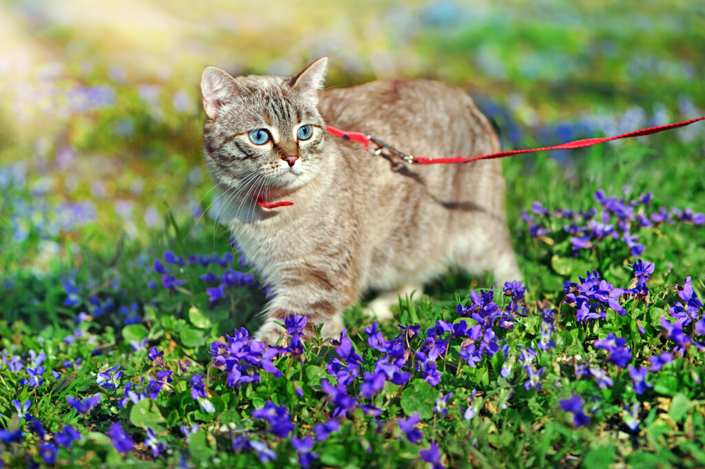 Katze an Leine gewöhnen Katzenerziehung zooplus.ch