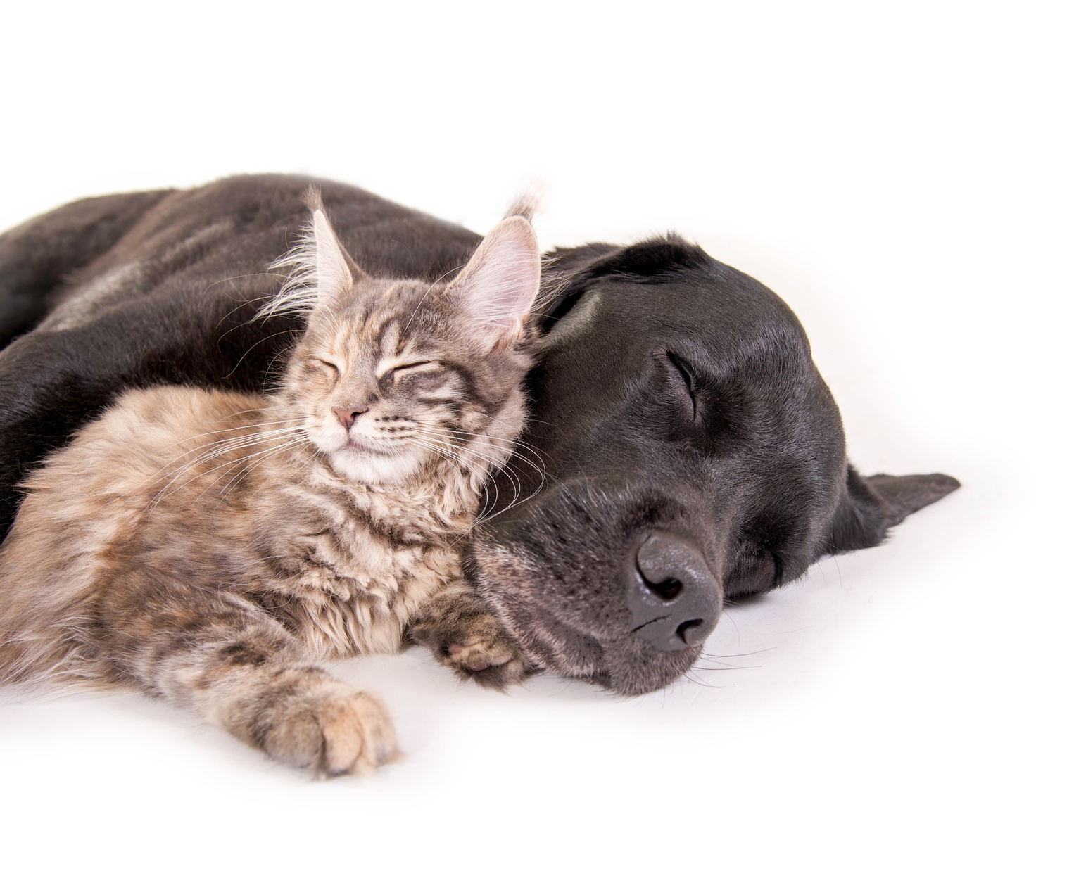 Katze und Hund