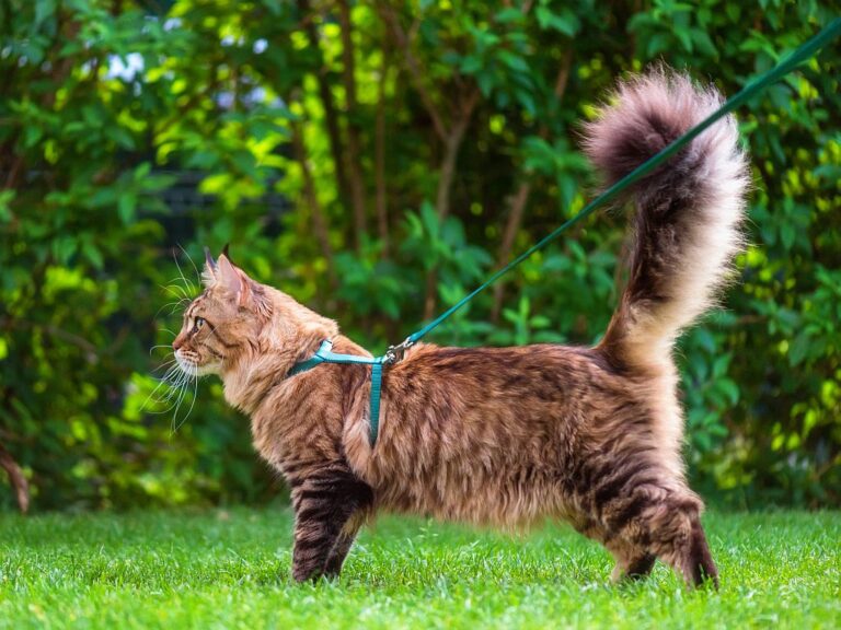 Katze An Leine Gewohnen Katzenerziehung Zooplus Ch