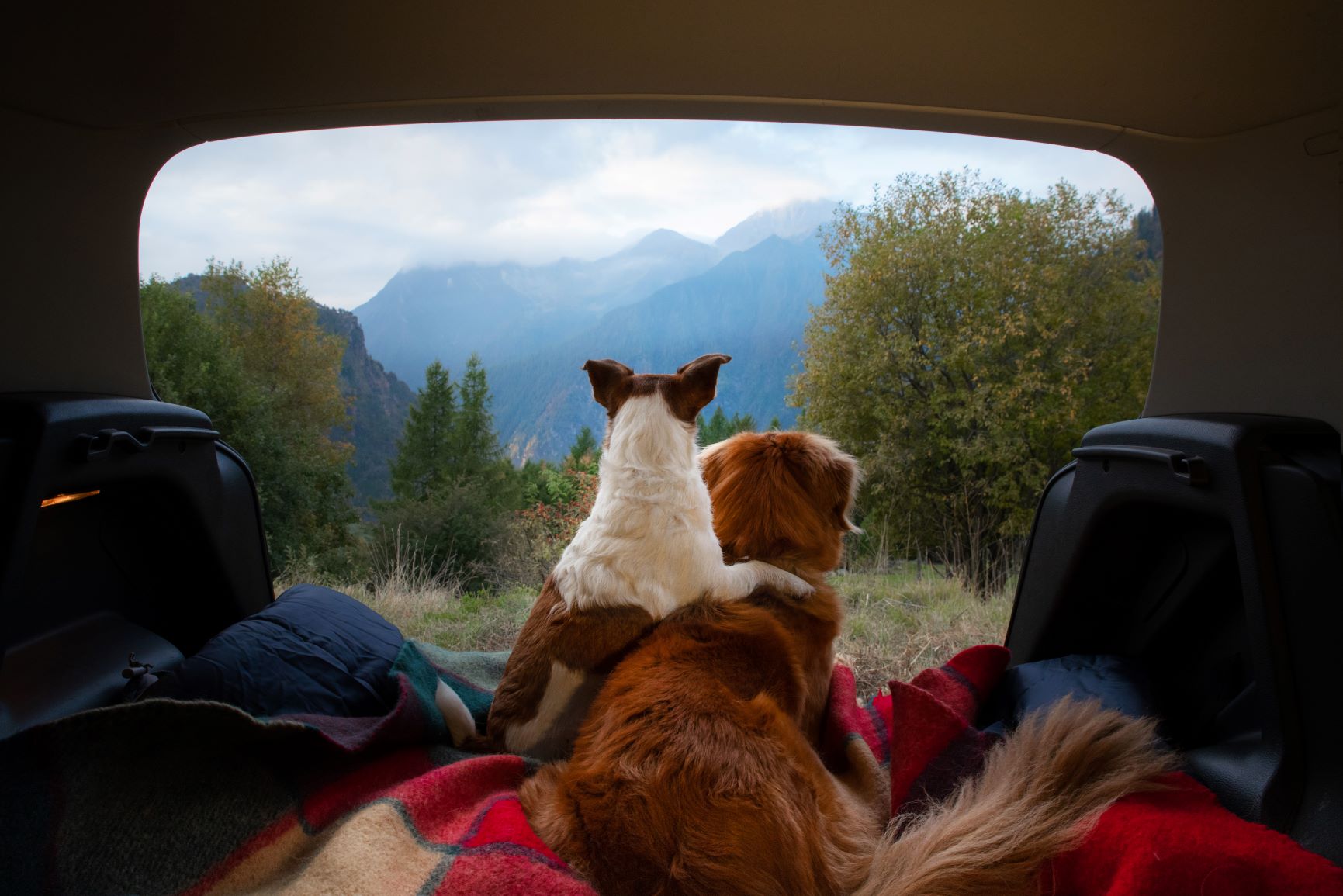 Camping mit zwei Hunden