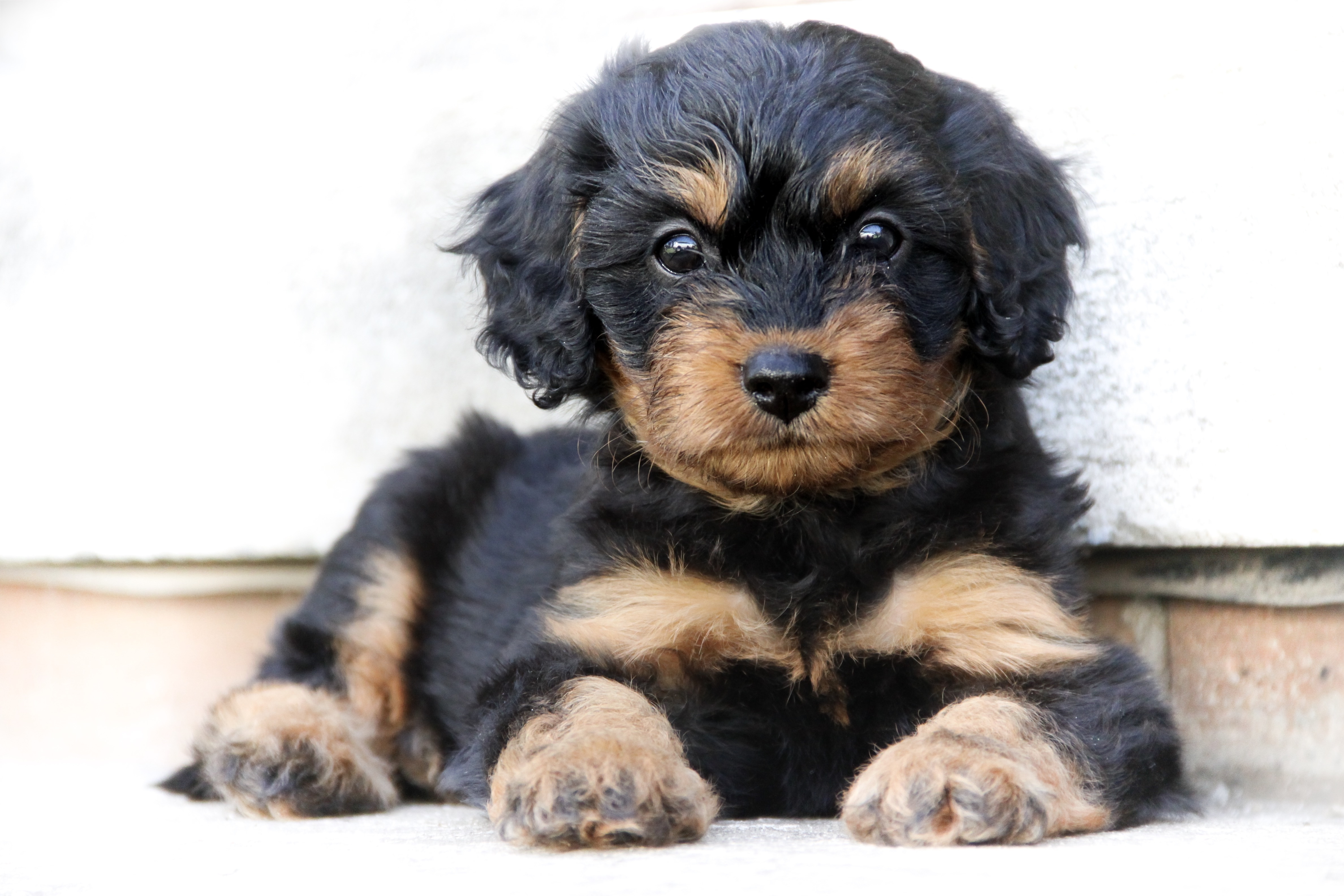 Cavapoo Welpe liegt