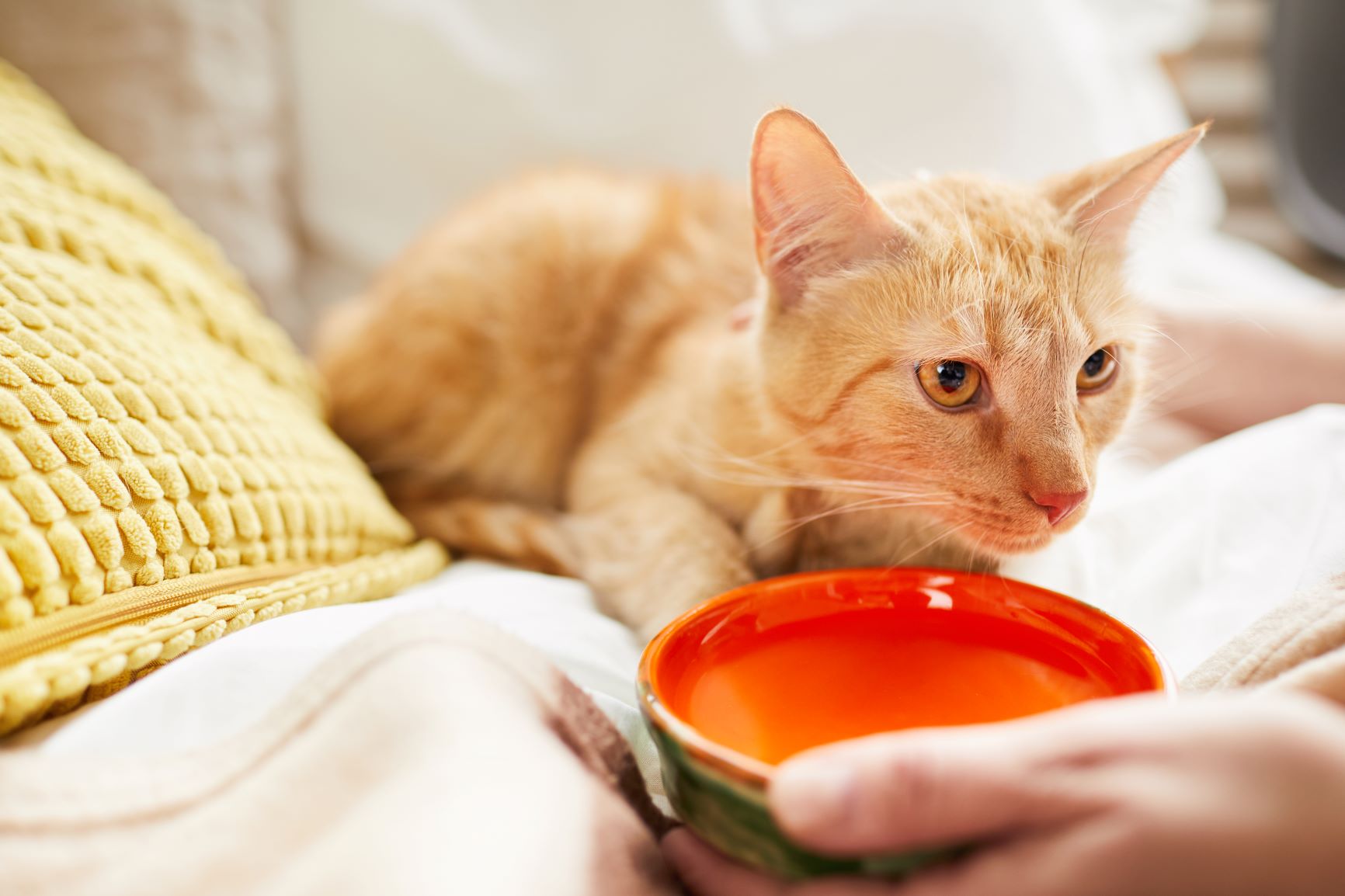 Gegen Dehydratation bekommt eine Katze einen Napf mit Wasser angeboten.