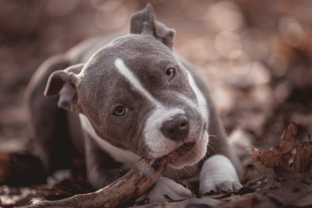 American Bully: Wesen, Gewicht, Krankheiten | Zooplus Magazin