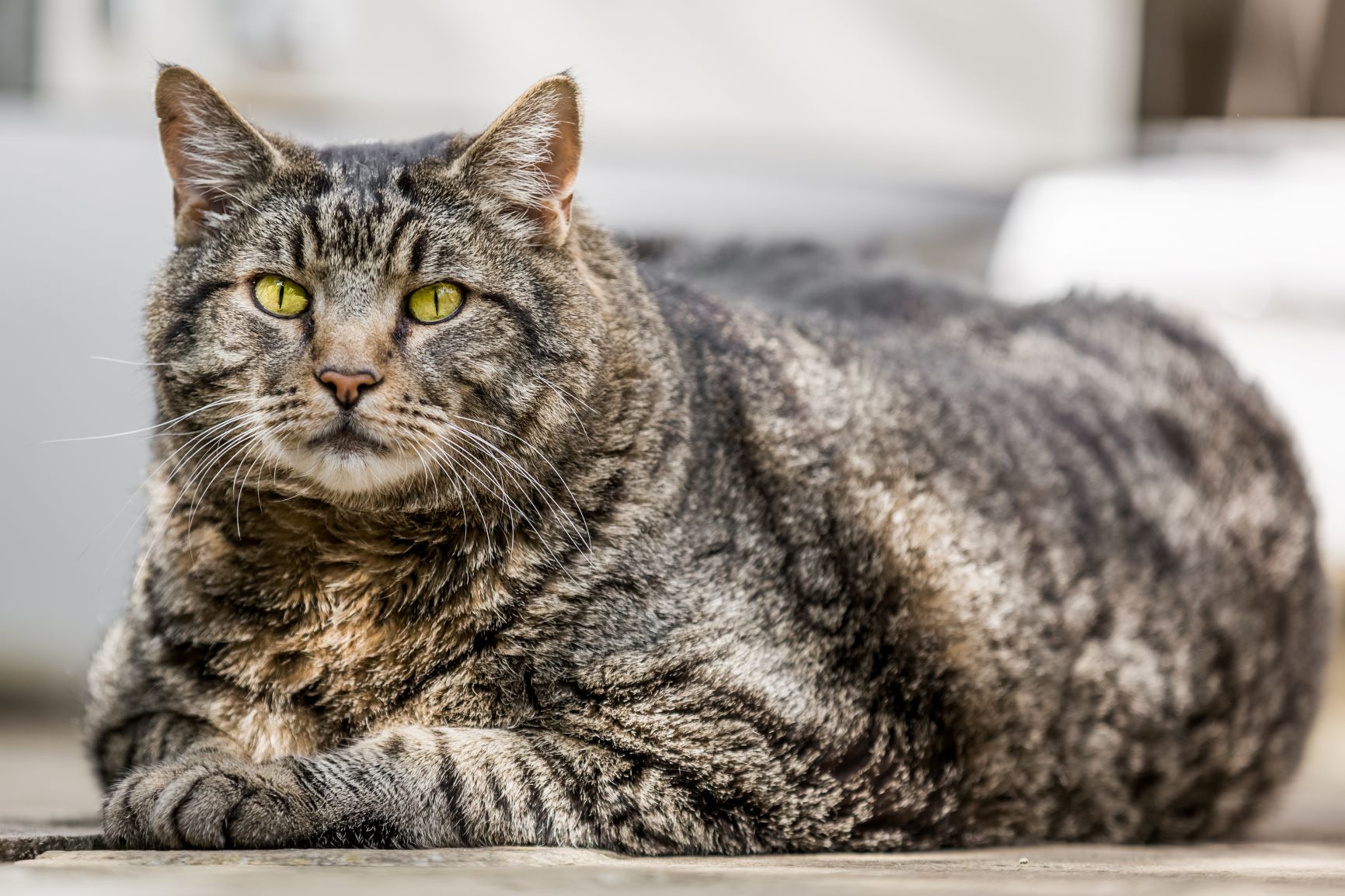 Diabetes bei Katzen Wie merke ich das   zooplus Magazin