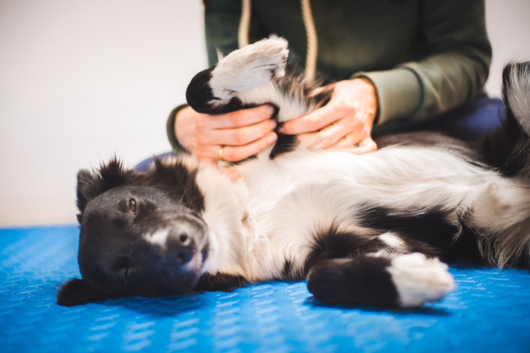 Hund entspannt bei der Massage.