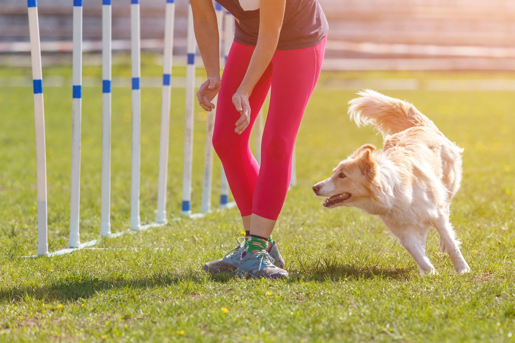 Mensch trainiert zusammen mit einem Hund