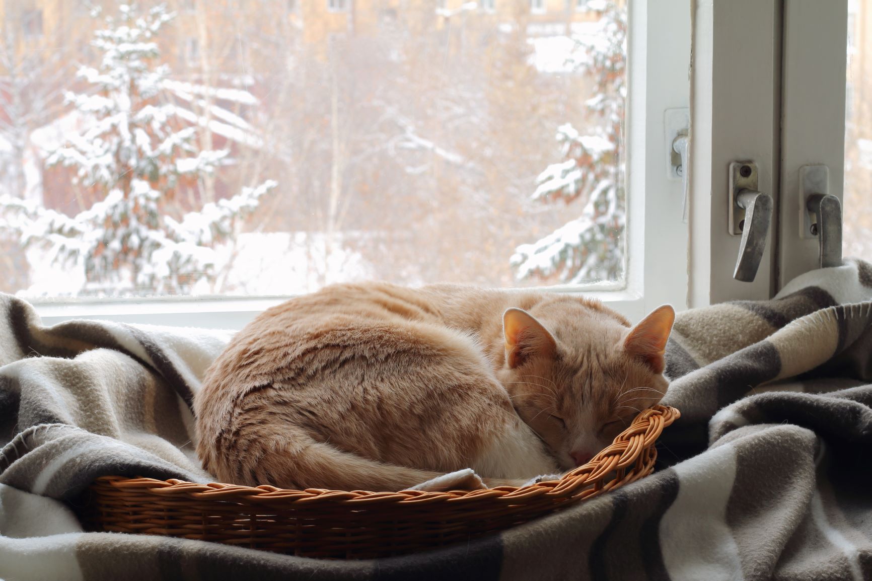 Katze im Winter liegt im Körbchen.