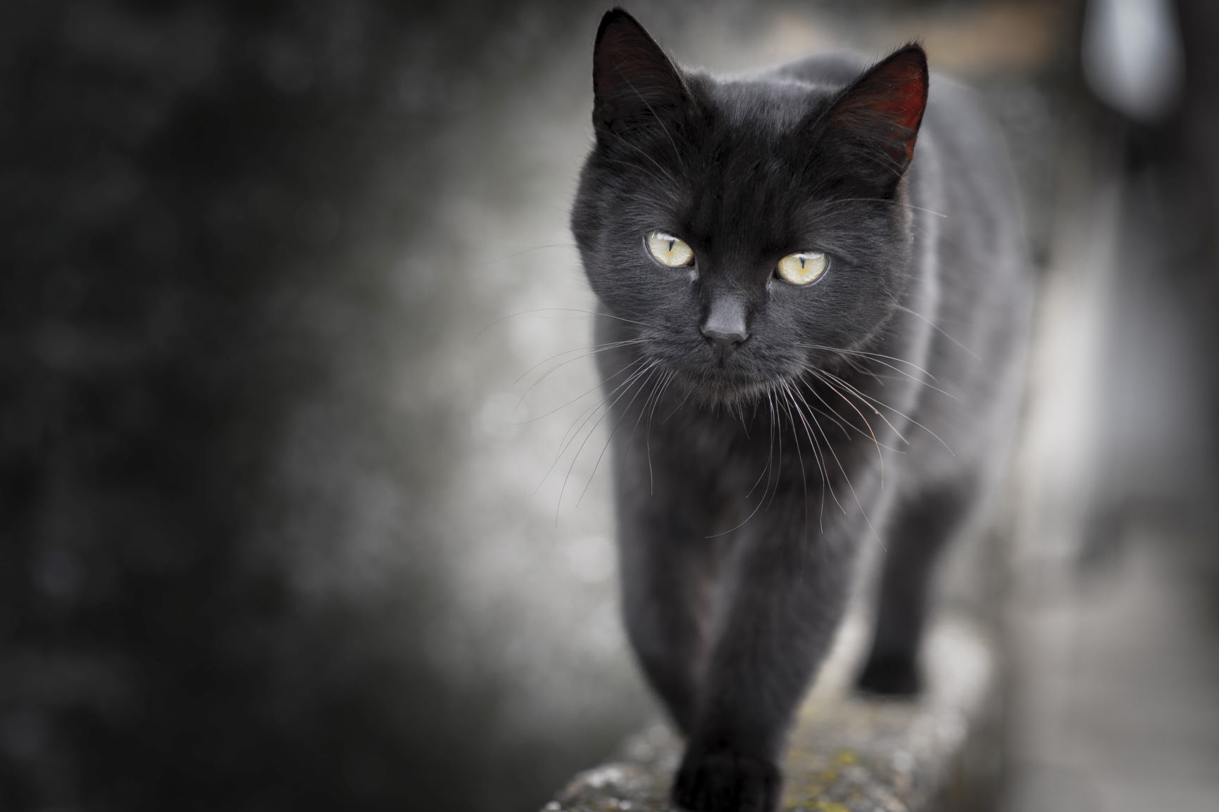 Schwarze Katze läuft auf einer Mauer.