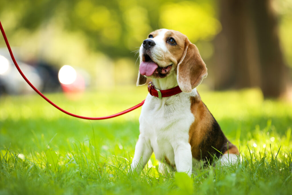 Läufigkeit beim Hund Anzeichen, Häufigkeit, Dauer etc. zooplus.ch