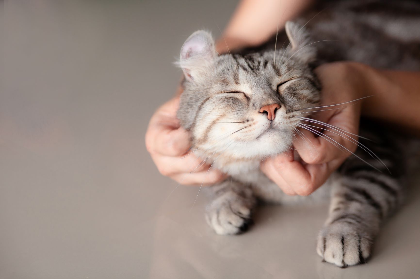 Massage für die Katze zum Valentinstag