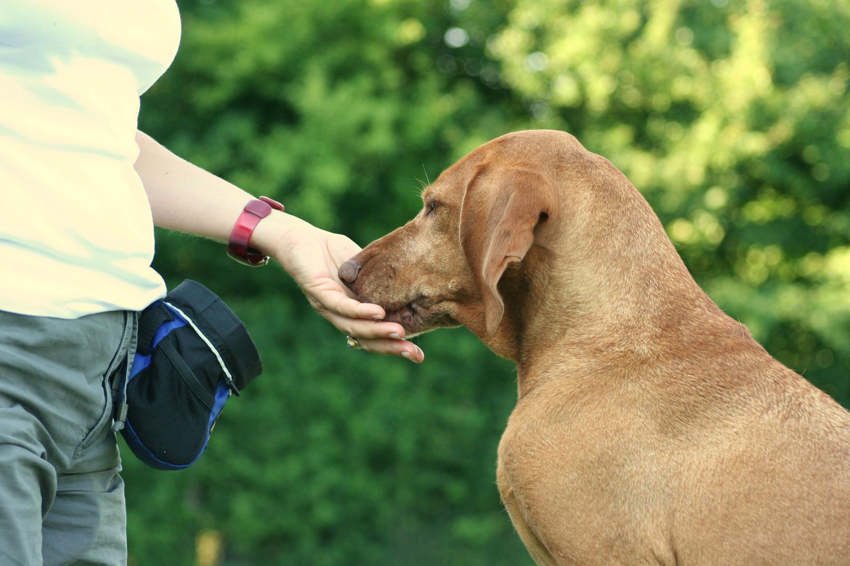 Belohnung Snack Hund Mantrailing