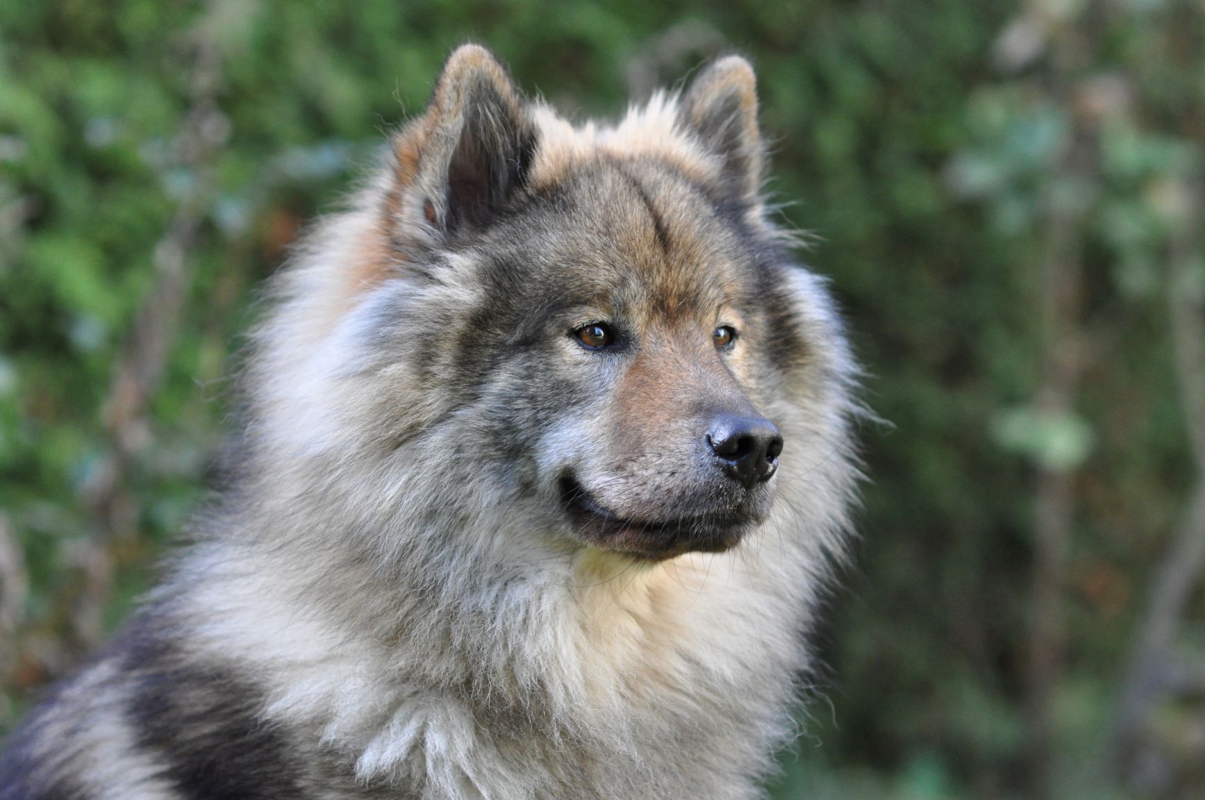 Eurasier im Garten