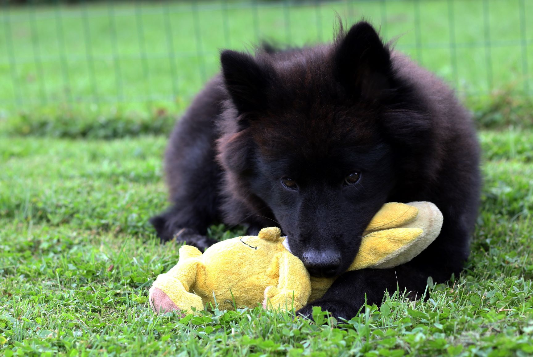 Eurasier-Welpe mit Spielzeug