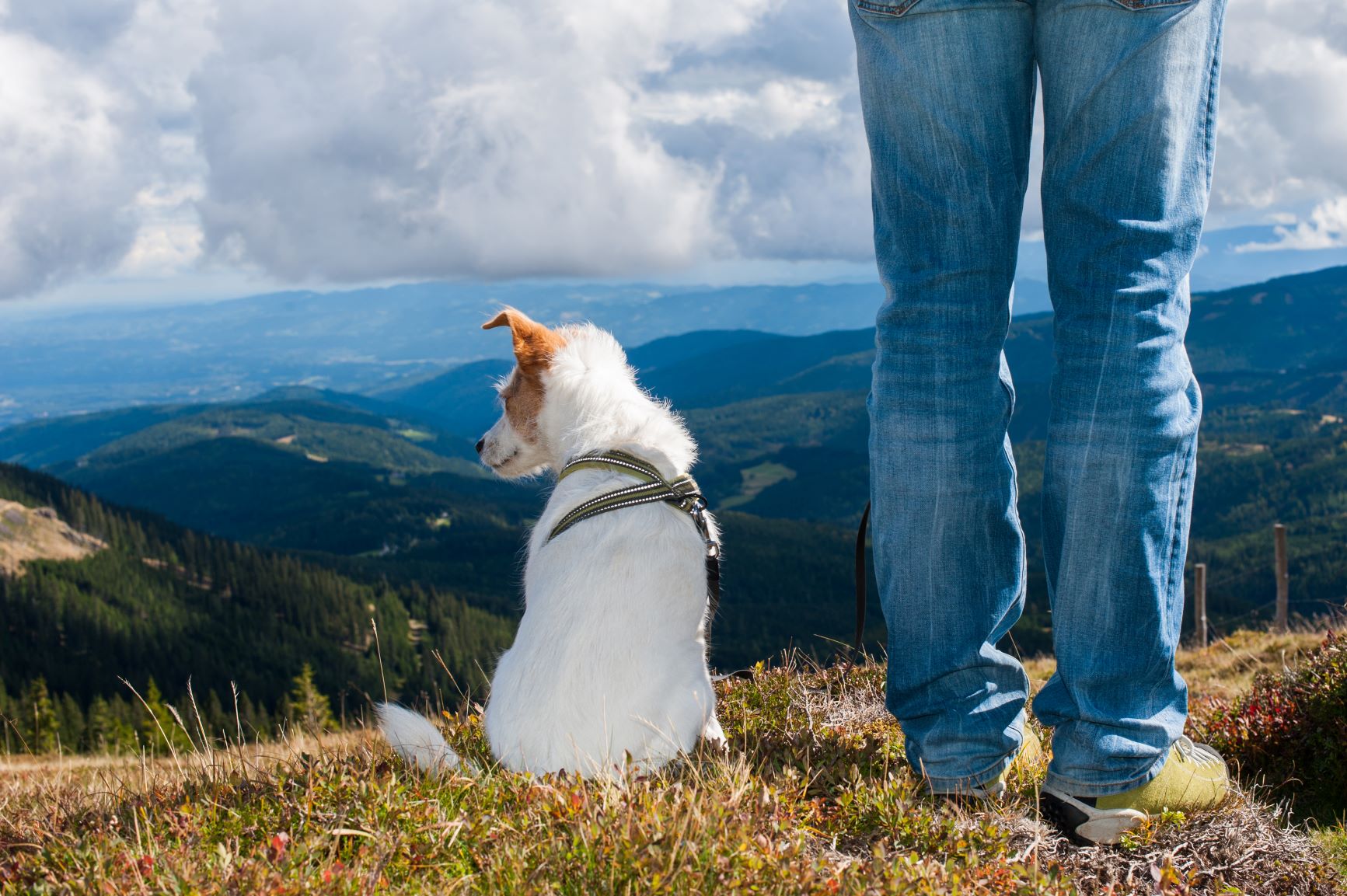 Wandern mit Hund