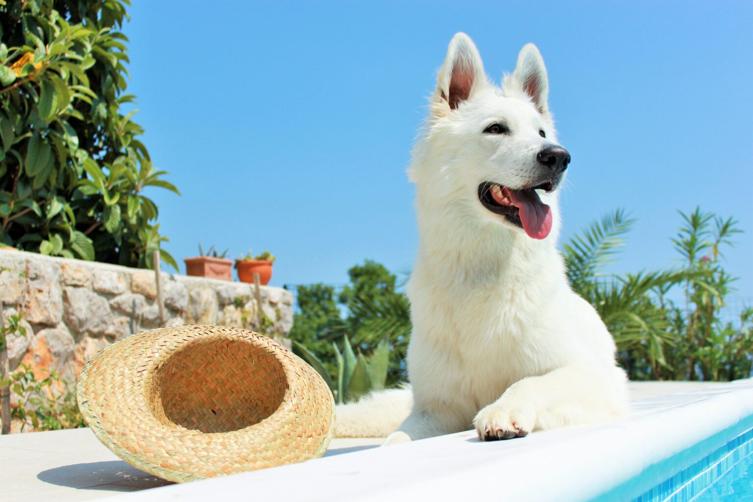 Sonnenschutz für Hunde gegen Sonnenbrand zooplus.ch