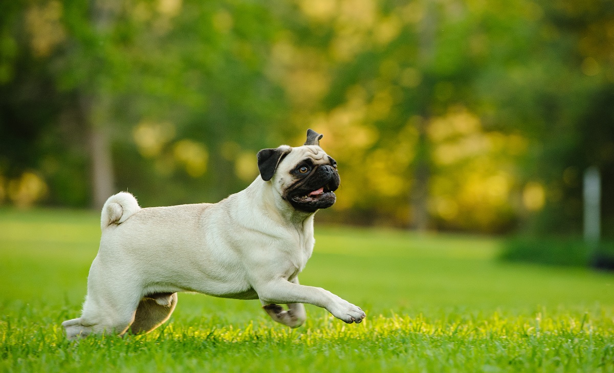 Trachealkollaps beim Hund