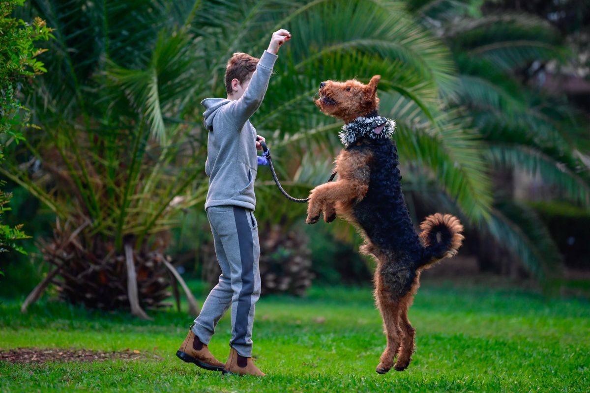 airedale terrier mit kind