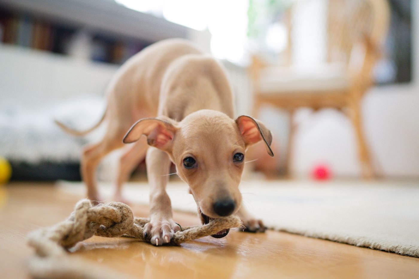 italienisches windspiel hundewelpe mit kauspielzeug