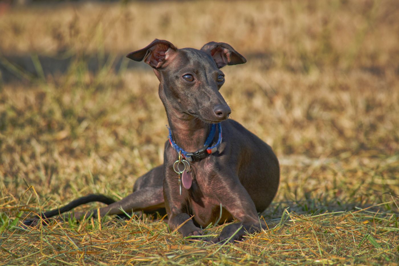 italian greyhound liegt auf wiese