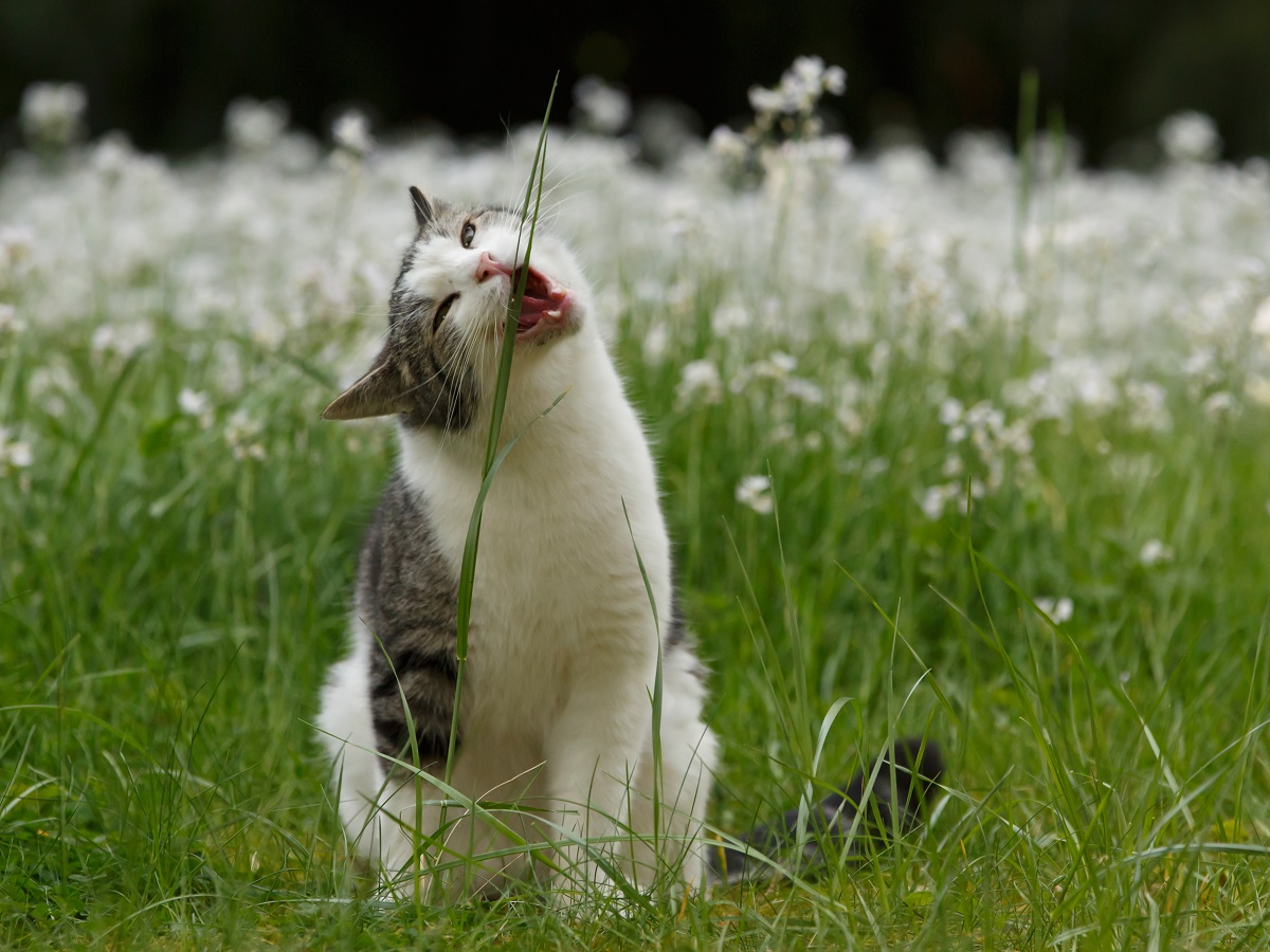 Pica-Syndrom bei Katzen