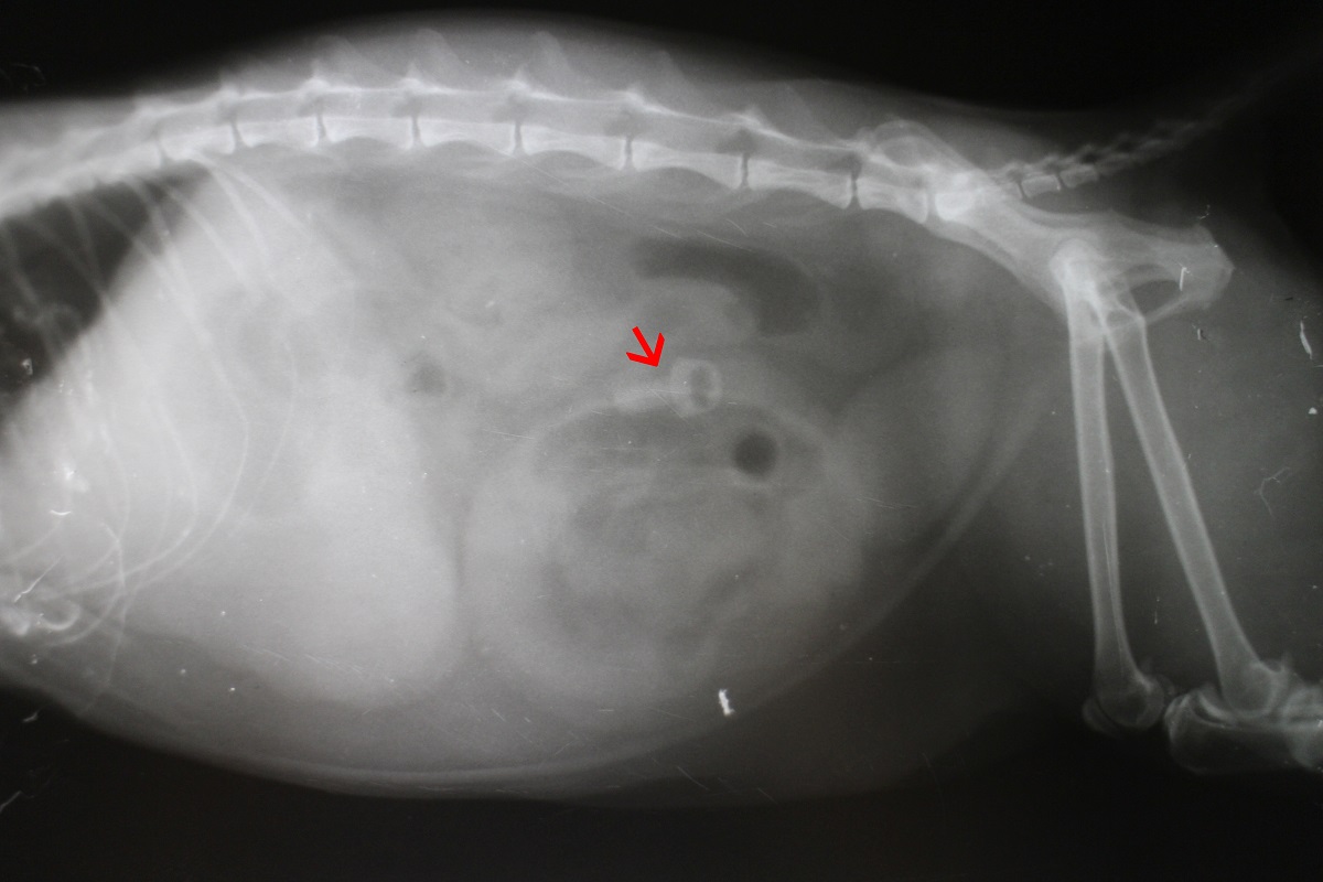 Pica-Syndrom bei Katzen