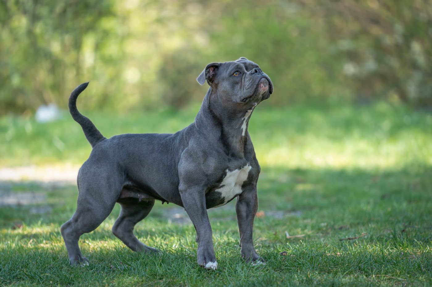 oeb hund im Garten