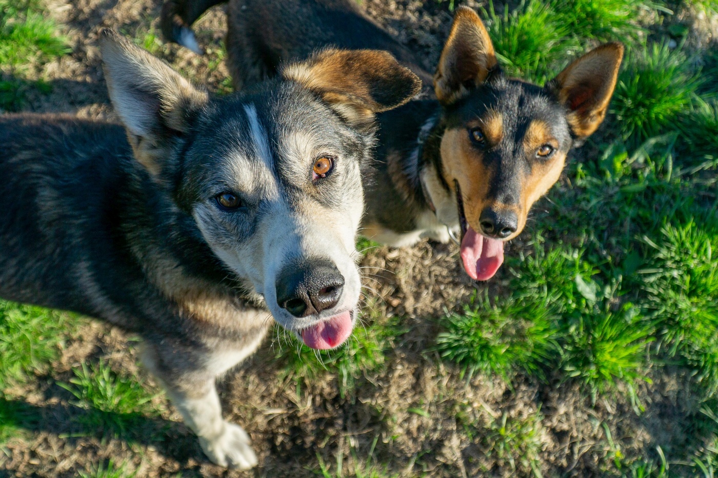 zwei alaskan huskys nebeneinander auf wiese