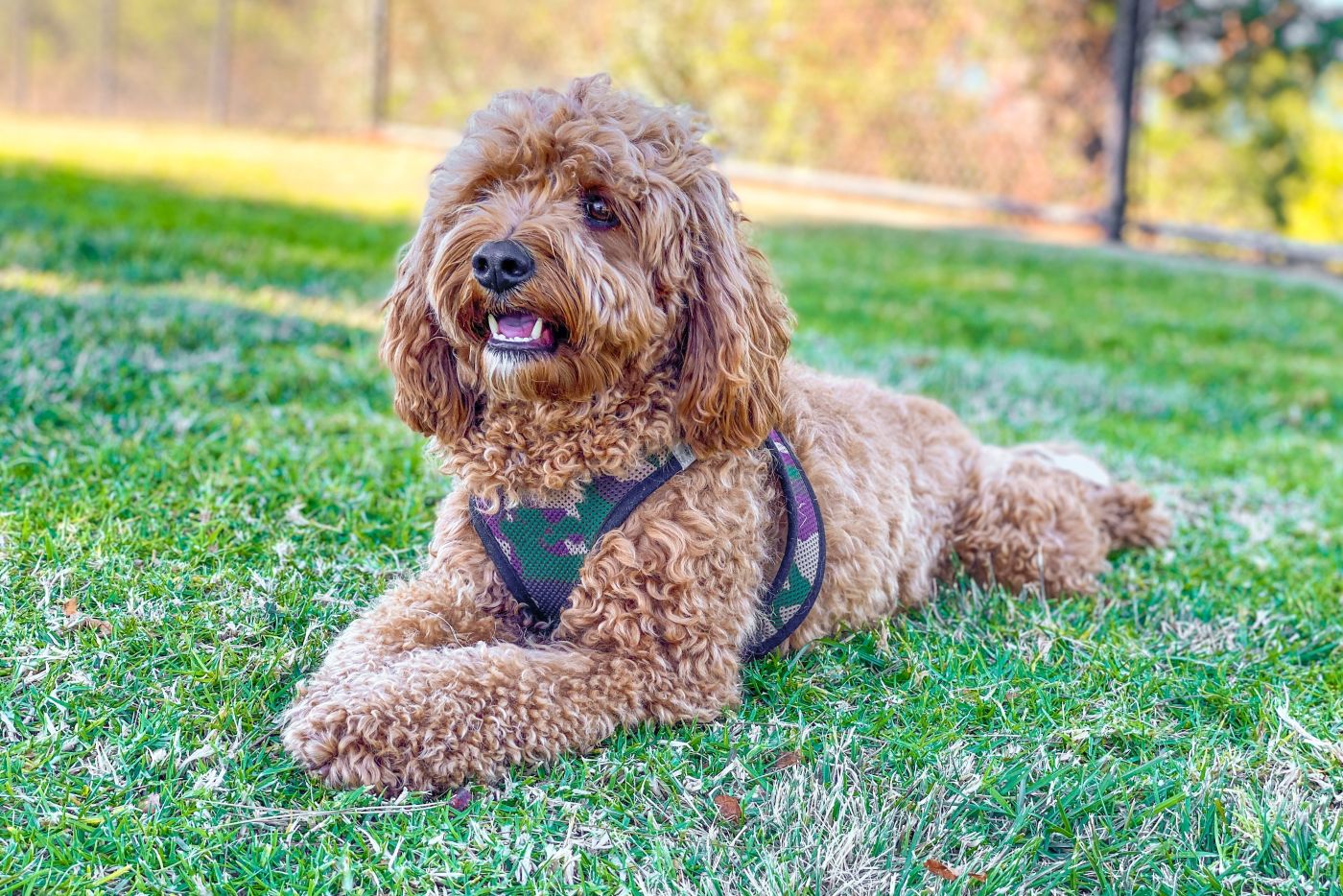 cavapoo hund liegt auf wiese