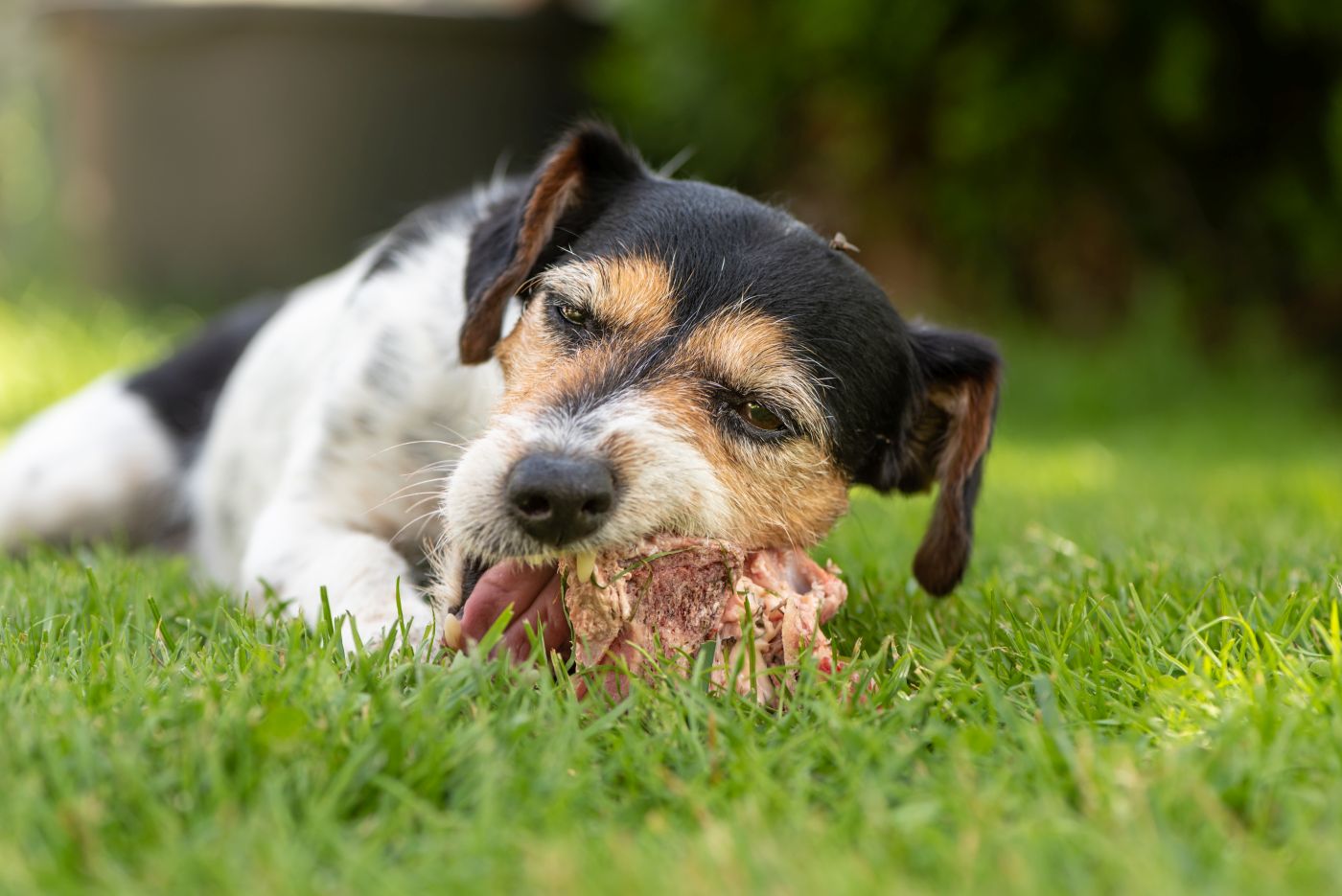 hund frisst fleisch auf wiese