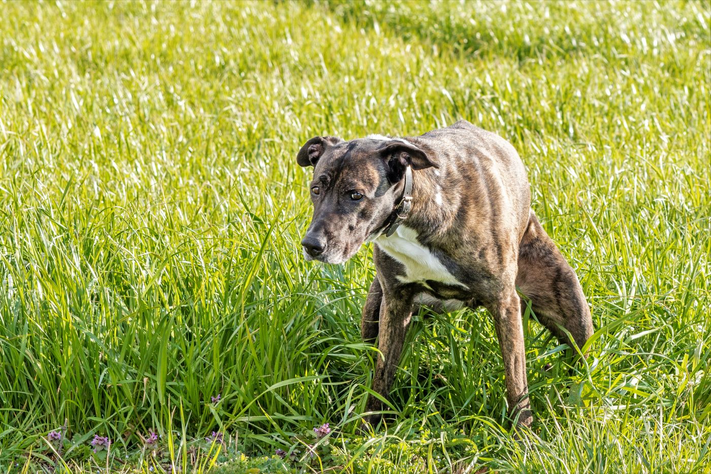 hund setzt kot ab auf wiese