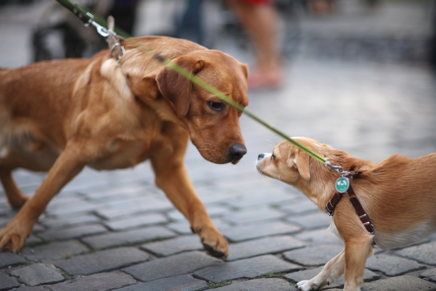 Leinenaggression durch Hundebegegnung