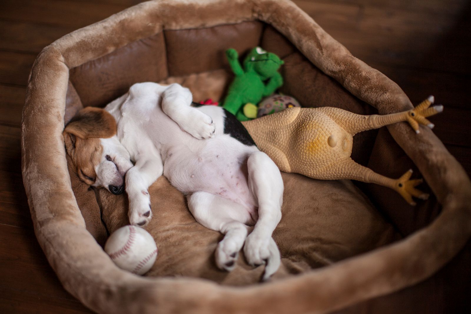 beagle welpe schlaeft in koerbchen