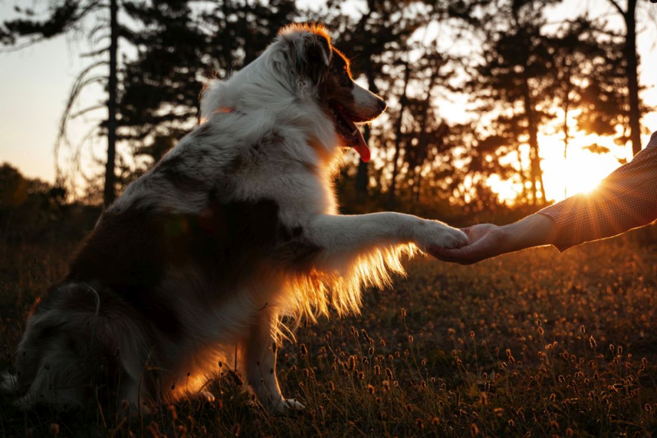 Bindung zum Hund aufbauen durch Spielen