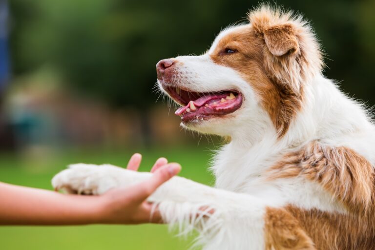 Hundegesundheit und Pflege zooplus