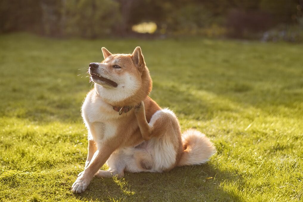 Hund mit Futtermittelallergie kratzt sich