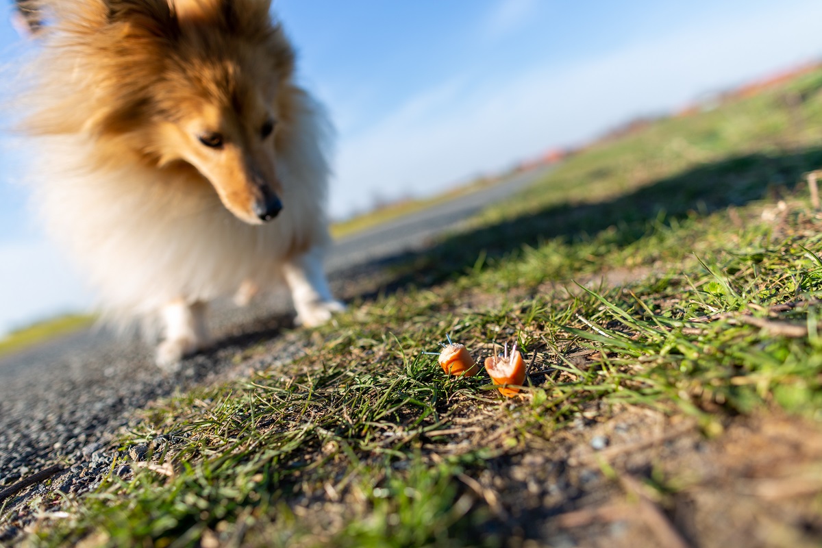 Giftköder Hund am Wegesrand