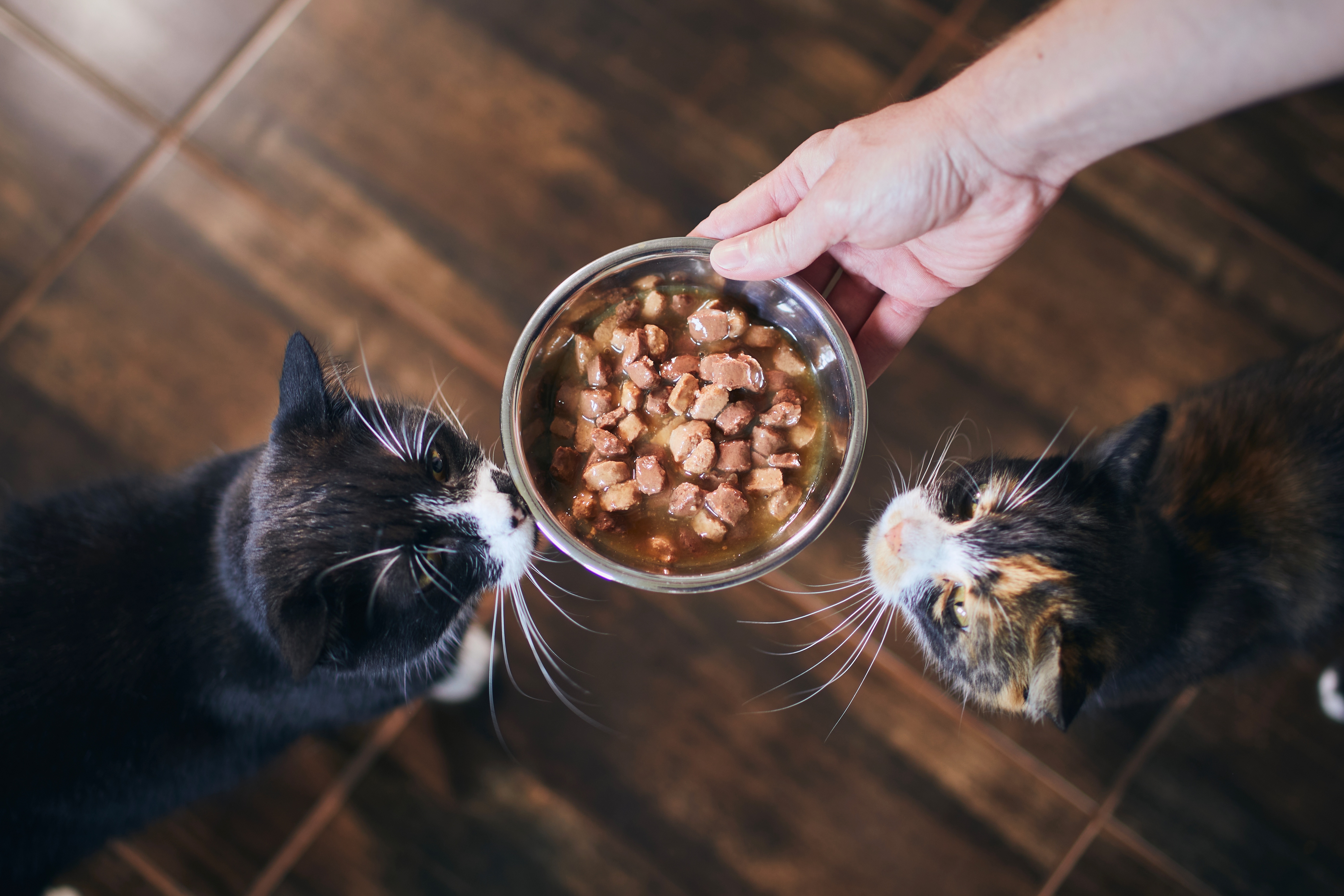 zwei katzen vor futternapf