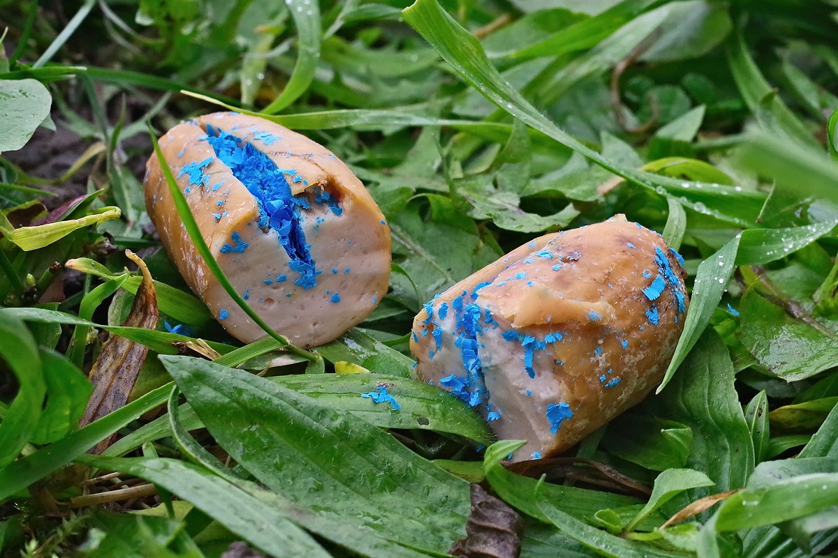 Giftköder für Hunde mit Schneckenkorn